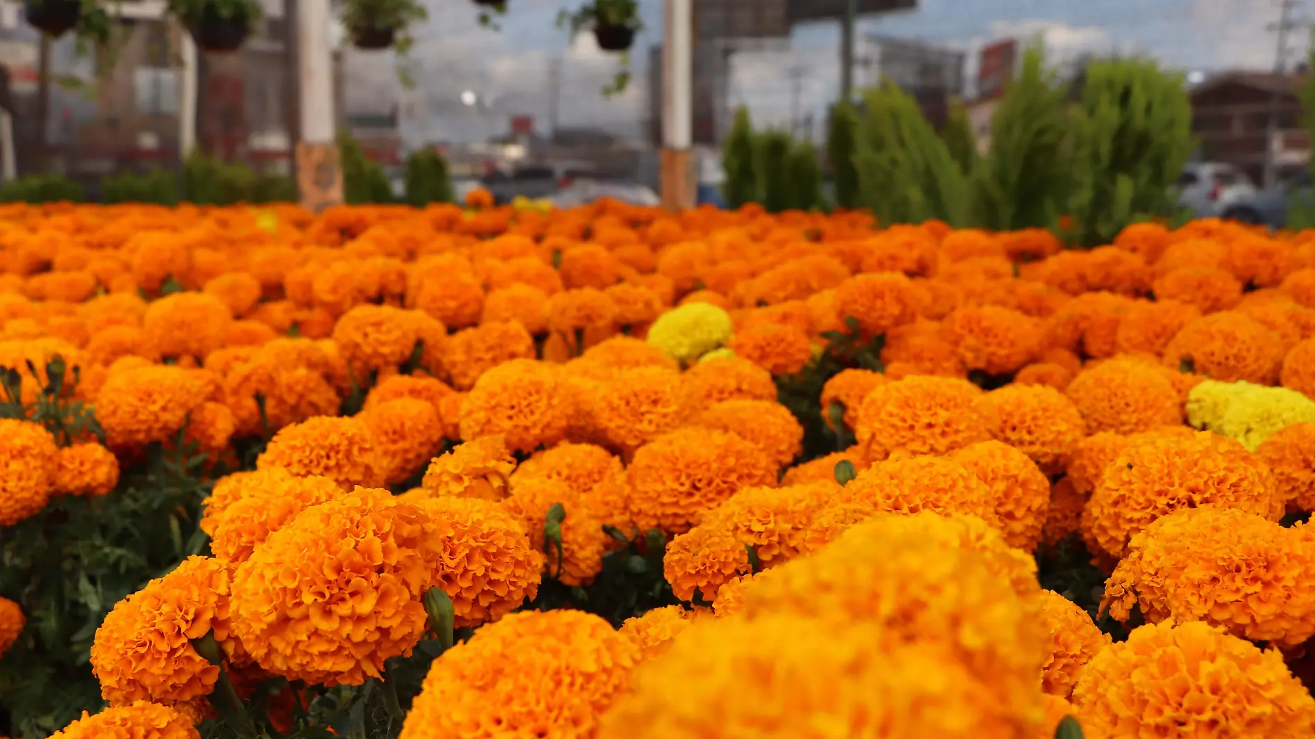 Flor de cempasúchil 